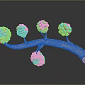 Detailed Biological Tissue System Featuring Branching Structures And Pink Cellular Clusters