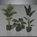 Indoor Tropical Plants with Green Patterned and Gray Pots on Dark Reflective Surface
