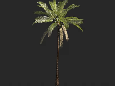 Tall Green Palm Tree With Lush Fronds And Brown Trunk In Natural Scene 3d model