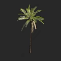 Tall Green Palm Tree With Lush Fronds And Brown Trunk In Natural Scene