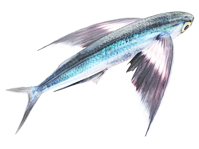 Silver Blue Flying Fish With Large Pectoral Fins And Pink Streamlined Body 3d model