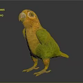 Vibrant Yellow and Green Parrot Standing on Black Surface with Reflection 3d model