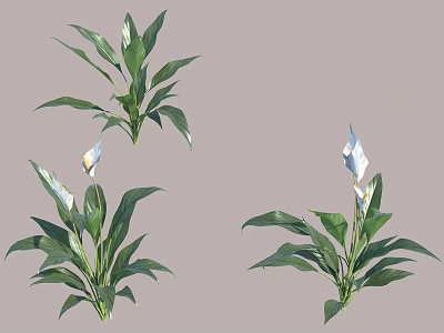 Elegant Peace Lily Flowers in Decorative Vase with Green Leaves and White Blooms 3d model