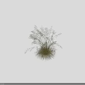 Tall Ornamental Grass With Feathery White Plumes And Green Foliage For Garden Decoration