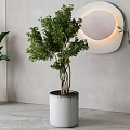 Indoor Arbor With Lush Green Leaves In Gray Cylindrical Pot And Circular Wall Decor