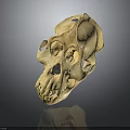 Detailed Monkey Skull Organ Model With Prominent Facial Bones And Teeth