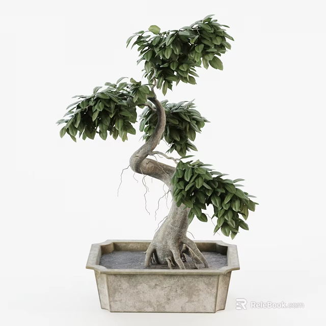 Bonsai Tree with Curved Trunk Lush Green Leaves and Exposed Roots in Square Stone Pot 3d model 