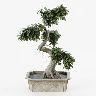 Bonsai Tree with Curved Trunk Lush Green Leaves and Exposed Roots in Square Stone Pot 3d model