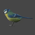 Colorful Bird With Blue Head Green Body Yellow Belly And White Stripes