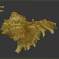 Unique Spiral Conch Shell With Spiked Edges Textured Surface And Brown White Hues