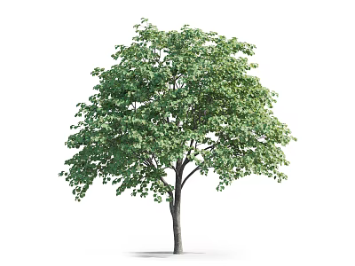 Lush Arbor Tree With Green Canopy And Straight Trunk Isolated On White Background 3d model