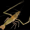 Freshwater Shrimp With Long Antennae And Detailed Body Structure Isolated On Black Background