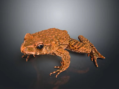 Brown Frog With Rough Textured Skin Sitting On Dark Reflective Surface 3d model