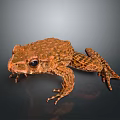 Brown Frog With Rough Textured Skin Sitting On Dark Reflective Surface 3d model