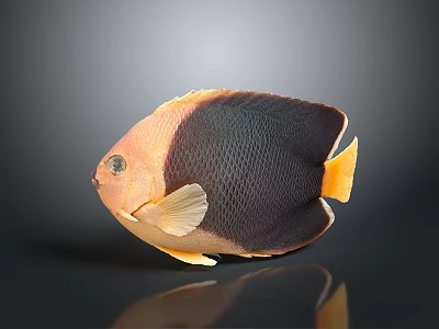 Vibrant Orange and Black Butterflyfish with Yellow Fins on Gray Background with Reflection 3d model
