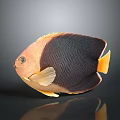 Vibrant Orange and Black Butterflyfish with Yellow Fins on Gray Background with Reflection