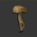 Fresh Edible Mushroom With Orange Brown Cracked Cap And Stalk