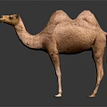 Brown Double Hump Camel Standing On Black Background With Reflection 3d model