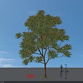 Chinese Mahogany Tree 8 Meters Tall With Green Leaves Against Blue Sky