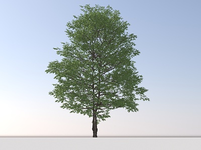 Landscape Arbor Tree 3d model