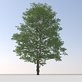 Landscape Arbor Tree 3d model