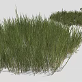 Vibrant Green Grass Clumps In Varied Heights For Garden Landscape Design