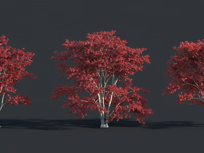 Three Trees With Red Leaves And White Trunks Against Dark Background 3d model