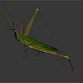 Green Mantis Insect Detailed Close Up View With Long Legs On Dark Background