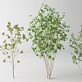Three Arbor Varieties With Green Leaves And Branch Structures 3d model