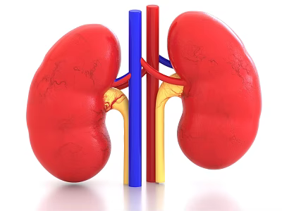 Human Abdominal Organs Kidneys Anatomical Structure With Vascular System Components 3d model