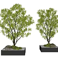 Modern Tree Pool Landscape Tree 3d model