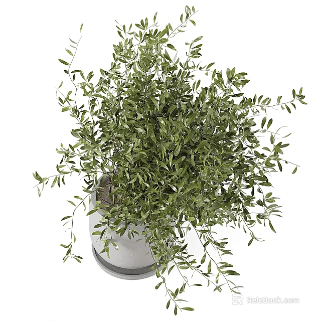 Bonsai Potted Plant with Lush Green Leaves in White Ceramic Pot for Home Indoor Decor 3d model 