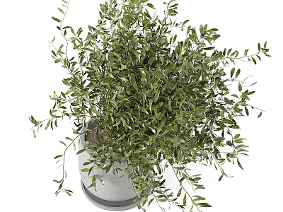 Bonsai Potted Plant with Lush Green Leaves in White Ceramic Pot for Home Indoor Decor 3d model