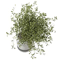 Bonsai Potted Plant with Lush Green Leaves in White Ceramic Pot for Home Indoor Decor