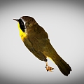 Yellow-throated warbler bird 3d model