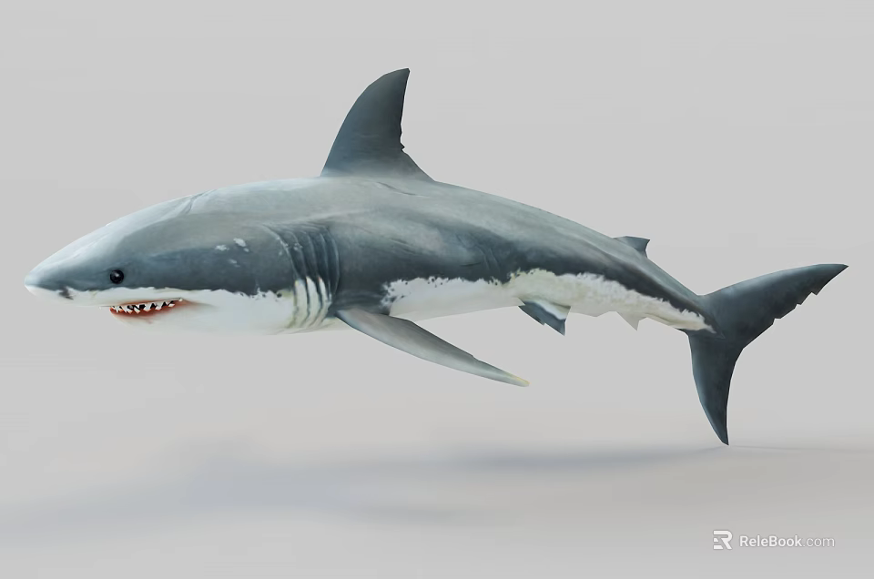 Great White Shark Aquatic Animal with Gray and White Body Swimming in Ocean Waters 3d model 