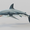 Shark 3d model