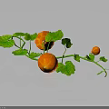 Vine Plant Growing with Small Orange Fruits and Fresh Green Leaves on Dark Background