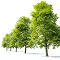 Modern Trees Landscape Trees 3d model