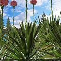 Green Leafy Shrubs With Red Flowers Against Blue Sky And Pine Trees