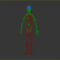 3D Anatomical Medical Device For Human Skeleton And Nervous System Visualization