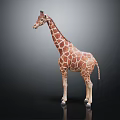 Giraffe with Brown and White Spots Standing on Dark Background as Lifelike Statue