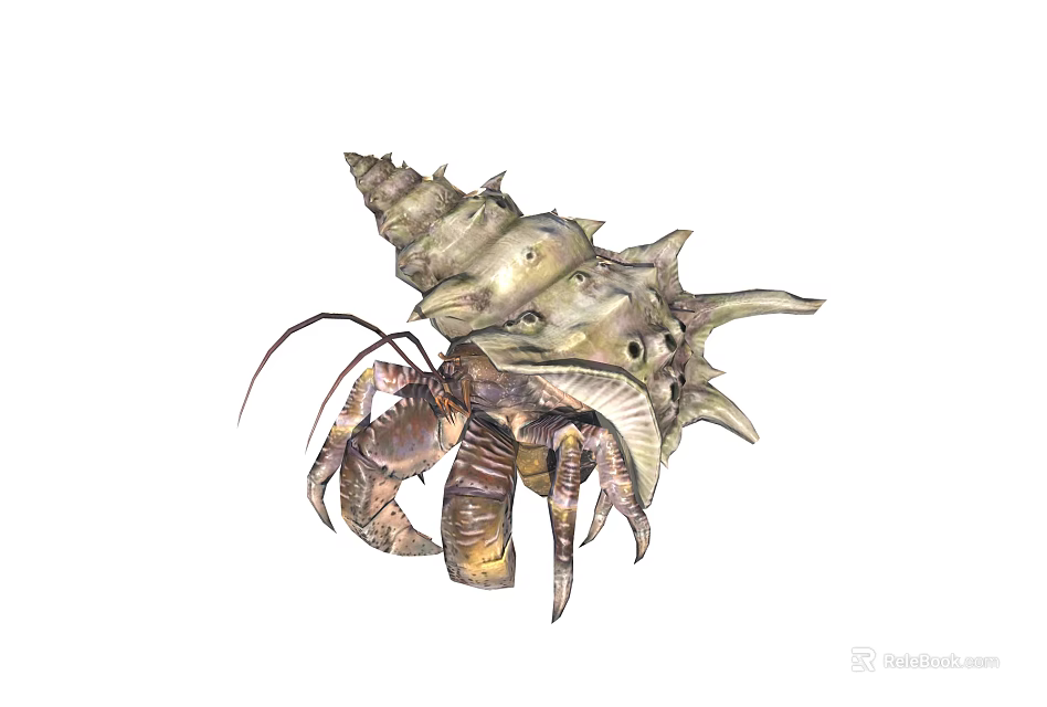 Hermit Crab With Spiral Shell And Textured Exoskeleton In Natural Habitat 3d model 