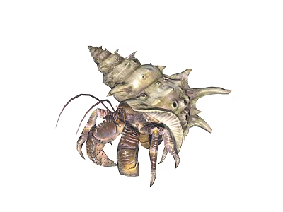 Hermit Crab With Spiral Shell And Textured Exoskeleton In Natural Habitat 3d model