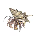 Hermit Crab With Spiral Shell And Textured Exoskeleton In Natural Habitat
