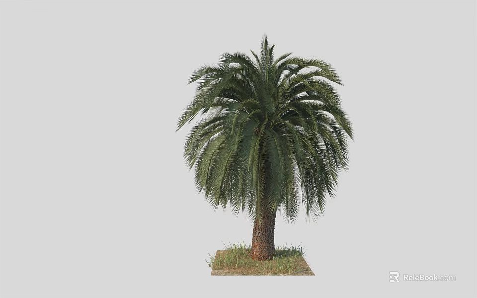 Tall Palm Tree With Green Fronds And Brown Trunk Growing On Grass At The Base 3d model 