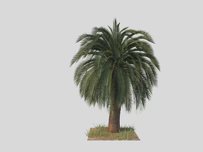 Tall Palm Tree With Green Fronds And Brown Trunk Growing On Grass At The Base 3d model