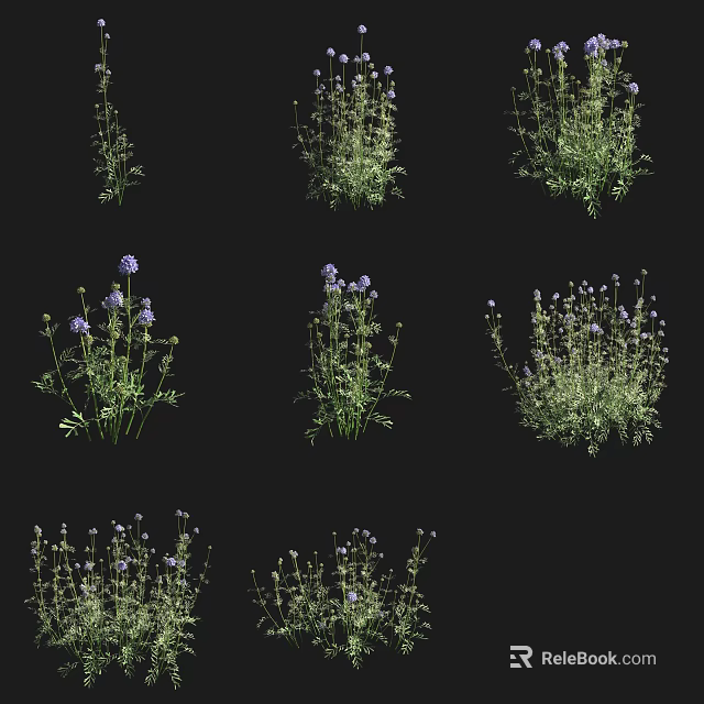 Various Types of Shrubs with Purple Flowers and Green Foliage Displayed on Black Background 3d model 