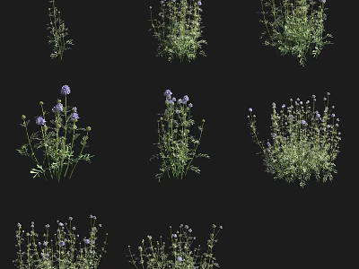 Various Types of Shrubs with Purple Flowers and Green Foliage Displayed on Black Background 3d model