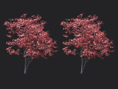 Two Beautiful Red Leaf Trees With Lush Vibrant Foliage Against Black Background 3d model